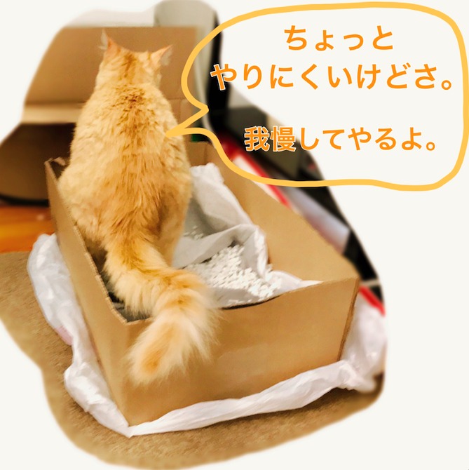 アメリカの猫用トイレと猫砂選び Kotonoha
