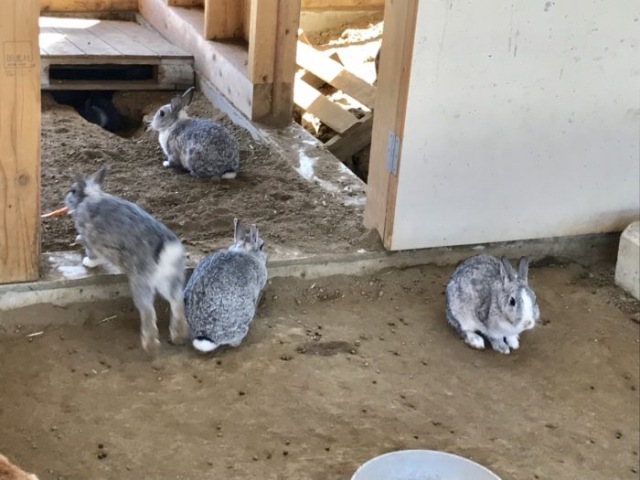 breeding_hut_rabbits